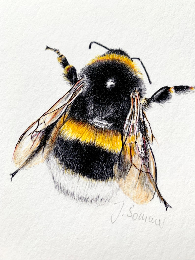 Dark bumblebee drawing, small fine art print bumblebee, giclée print poster wild bees image 4