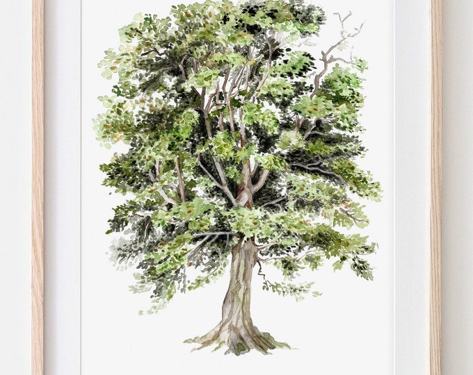 Beech, Deciduous Trees, Drawing, Tree Poster, Fine Art Print ...