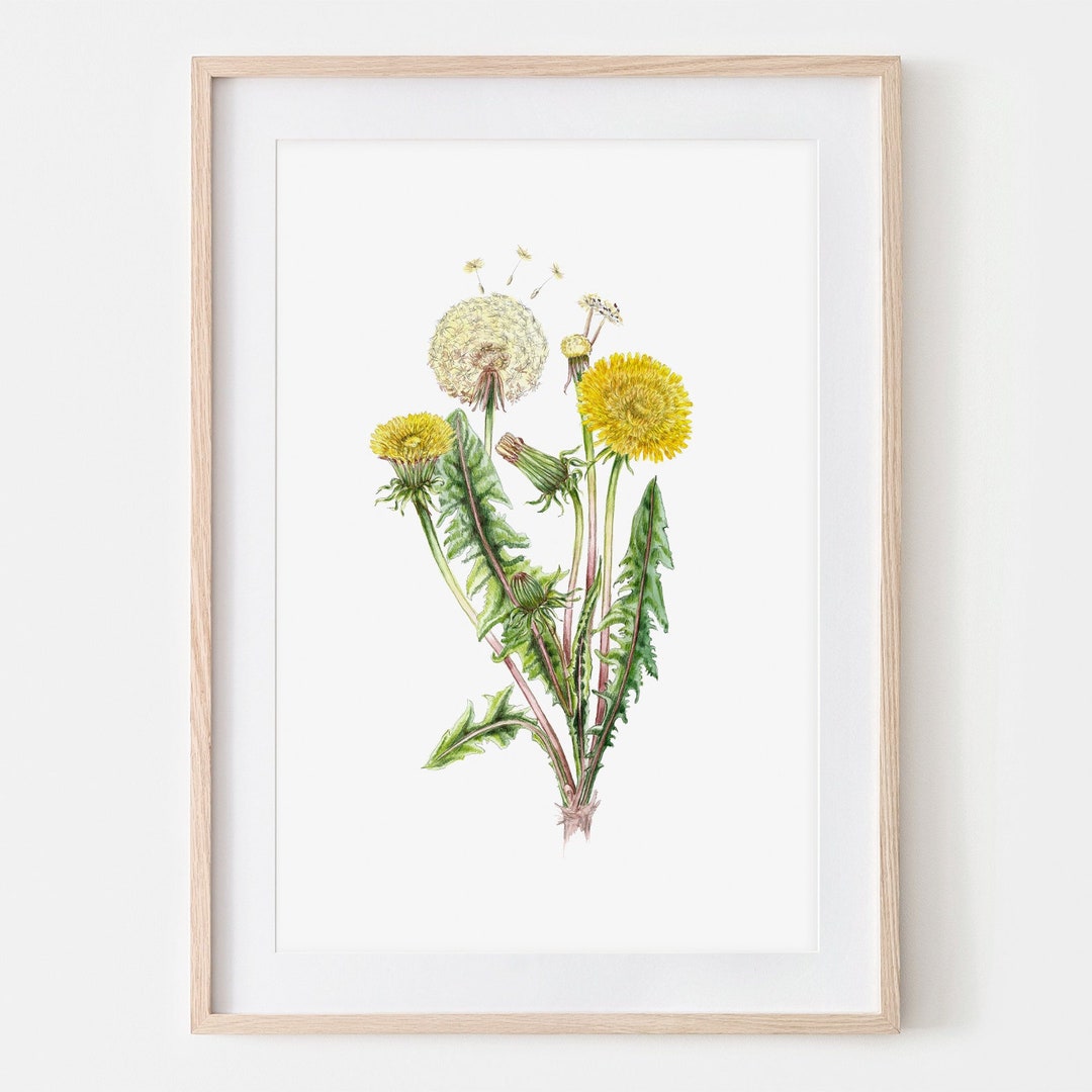Dandelion, Wild Herbs, Drawing, Fine Art Print, Traditional Work ...