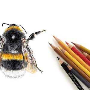 Dark bumblebee drawing, small fine art print bumblebee, giclée print poster wild bees image 2