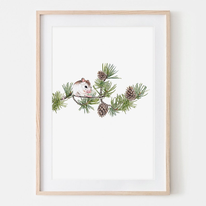 Illustration Mouse on Pine Branch Drawing Fine Art Print, Giclée Print Poster Wall Art Janine Sommer Animal Drawing image 1