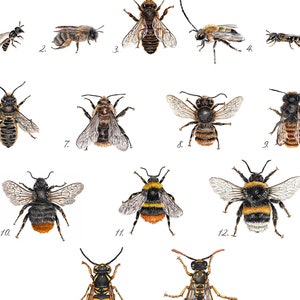 Wildbienen und Hummeln, Bienen gezeichnet, Hummelposter, Bienenarten Poster, Fine Art Print, Giclée Print, Poster, Kunstdruck, Zeichnung Bild 2