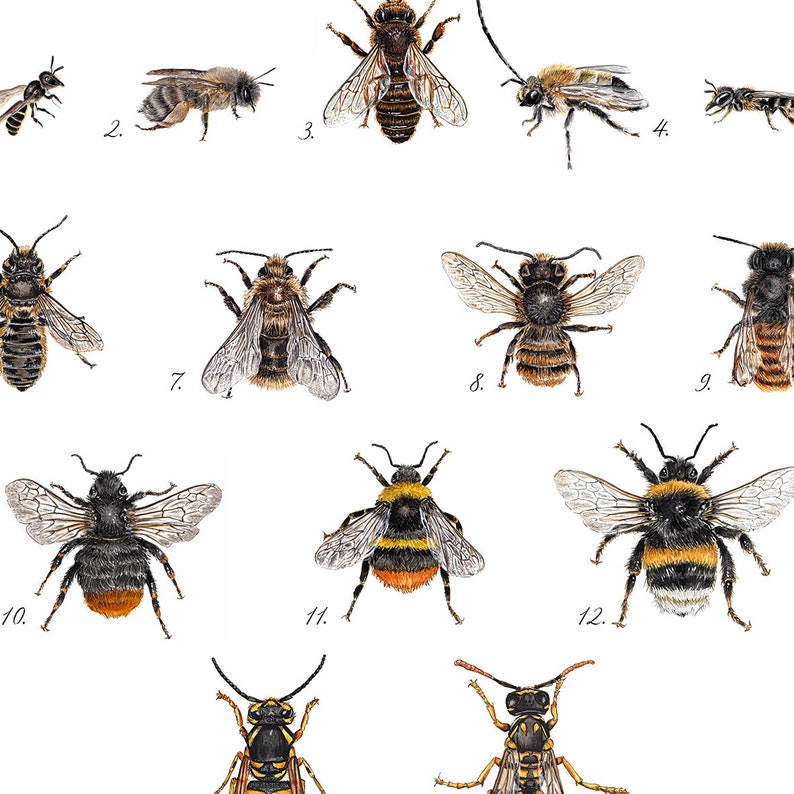 Wildbienen und Hummeln, Bienen gezeichnet, Hummelposter, Bienenarten Poster, Fine Art Print, Giclée Print, Poster, Kunstdruck, Zeichnung Bild 2