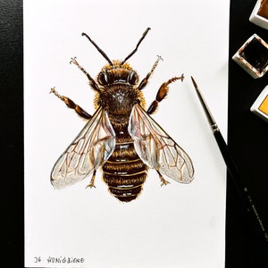 Wildbienen und Hummeln, Bienen gezeichnet, Hummelposter, Bienenarten Poster, Fine Art Print, Giclée Print, Poster, Kunstdruck, Zeichnung Bild 3