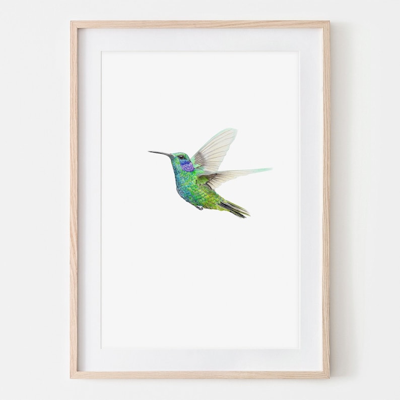 Kolibri Porträt Zeichnung Fine Art Print, Giclée Print, Illustration Poster Janine Sommer Tierzeichnung Vogelzeichnung Bild 1