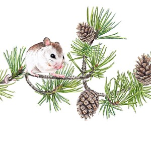 Illustration Mouse on Pine Branch Drawing Fine Art Print, Giclée Print Poster Wall Art Janine Sommer Animal Drawing image 2