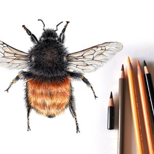 12 Hummelarten, Hummeln Zeichnung, Insekten Poster, Hummel Wandekoration, Wildbienen Kunstdruck, Biene Print, Insekten Illustration Bild 4