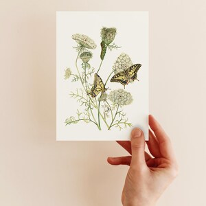 Grußkarte Schwalbenschwanz an wilder Möhre Glückwunschkarte Blumen Illustration Geburtstagskarte Zeichnung