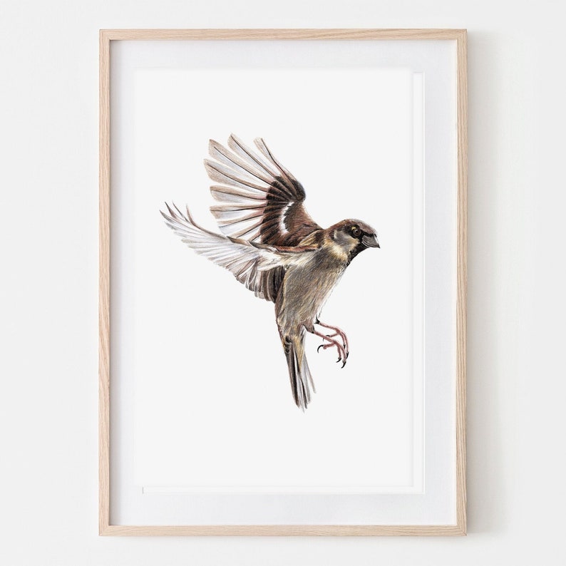 Spatz im Flug Porträt Zeichnung Fine Art Print, Giclée Print, Illustration Poster Janine Sommer Tierzeichnung Vogelzeichnung Gartenvögel Bild 1