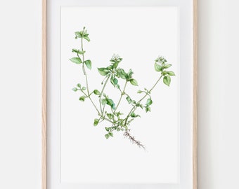 Chickweed, wild herbs, drawing poster fine art print, giclée print illustration