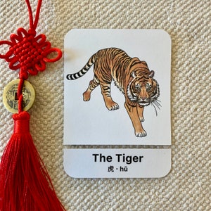 Bilingual Parts of a Tiger Montessori Chinese Lunar New Year Year of the Tiger 2022 English Mandarin