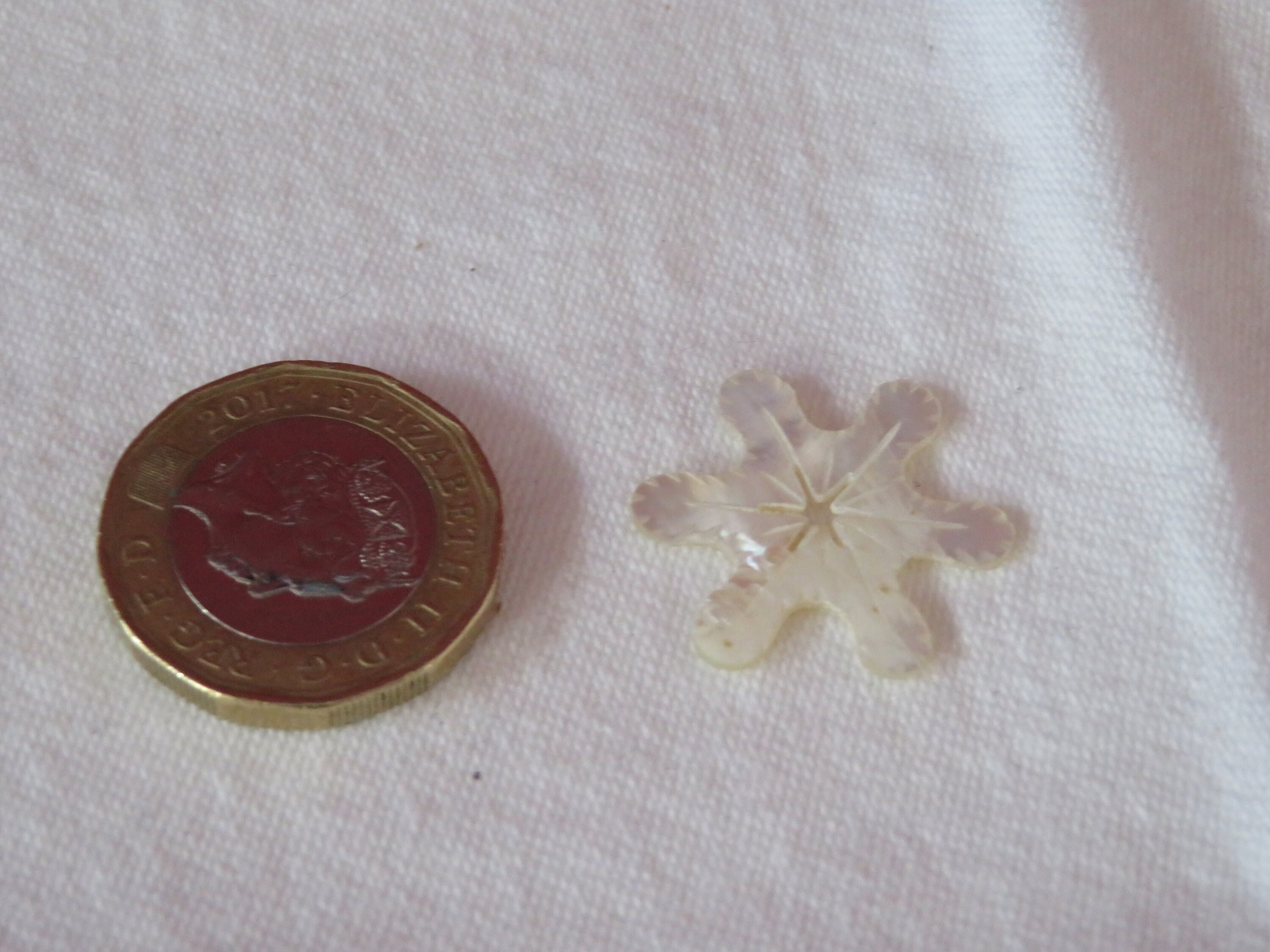 Antique Hand Carved Mini/micro Mother of Pearl Snowflake Thread Winder ...