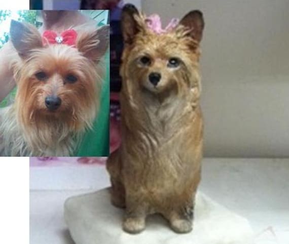 Hund Yorkshire Terrier