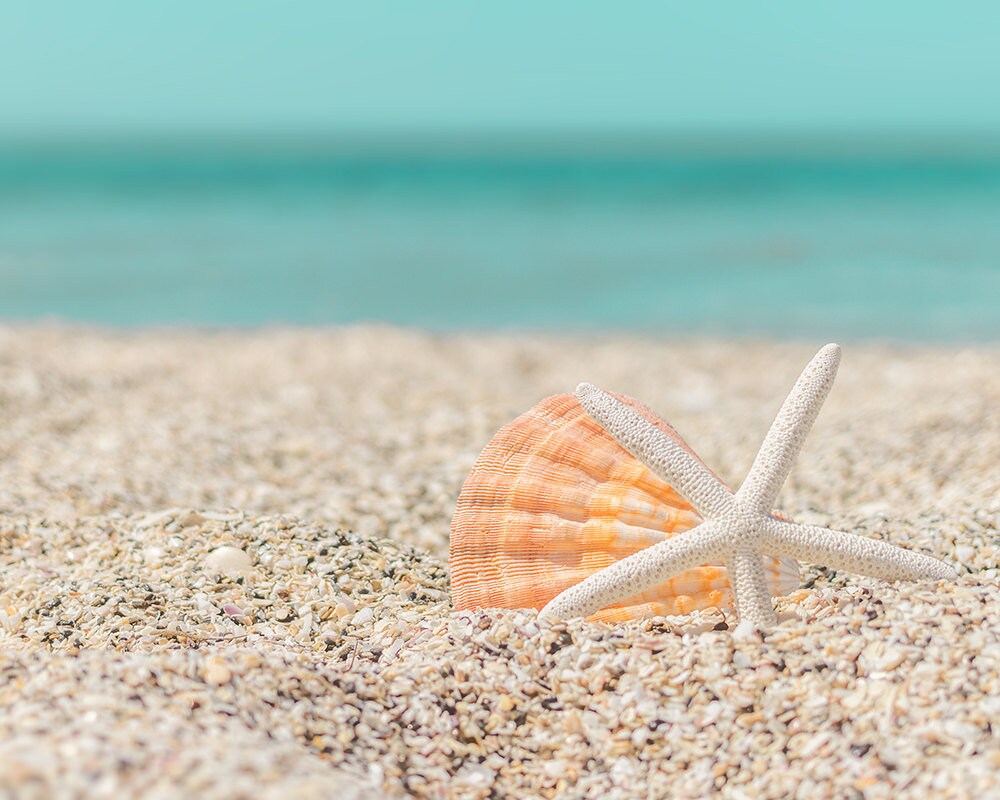 Coastal Wall Decor Ocean Decor Digital Download Beach Photography Nautical Shells Digital Photo Seashell Photography Seashell Photo