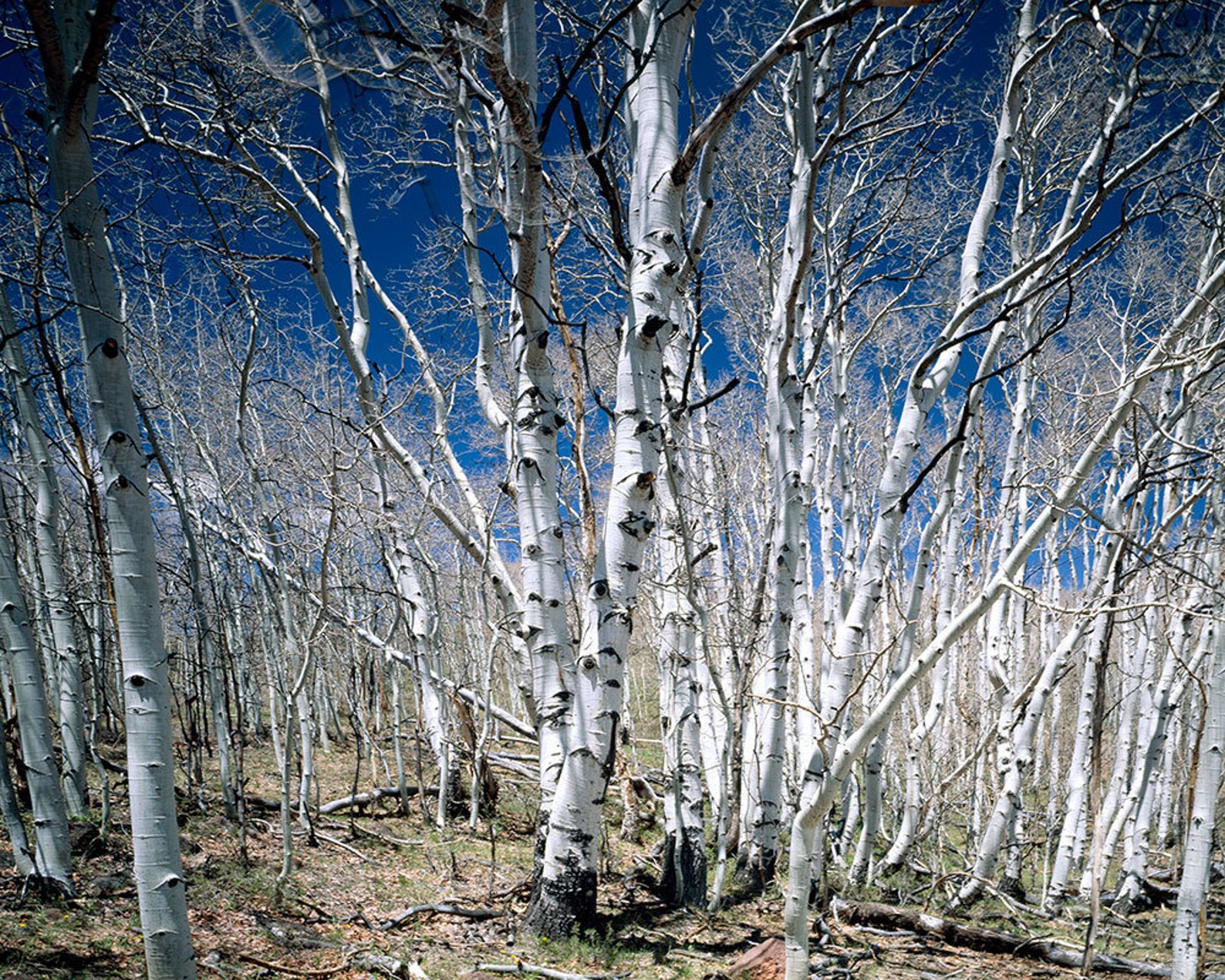 Деревья в белом серебре. Silver Birch. Березы. Береза дерево. Береза картинка