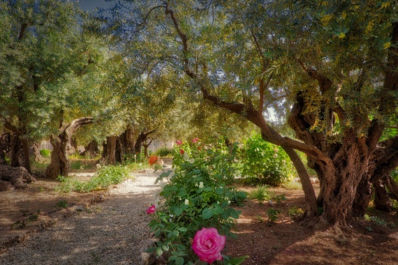 The Garden Of Gethsemane Jerusalemholy Land Photolarge Wall Etsy