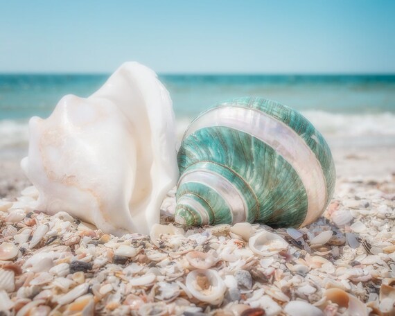 Coastal Wall Decor Ocean Decor Digital Download Beach Photography Nautical Shells Digital Photo Seashell Photography Seashell Photo
