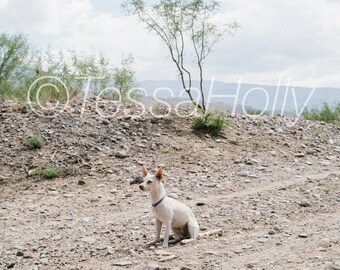 Chihuahua Dog in Chihuahuan Desert Mexico Texas Digital Download Photo Print