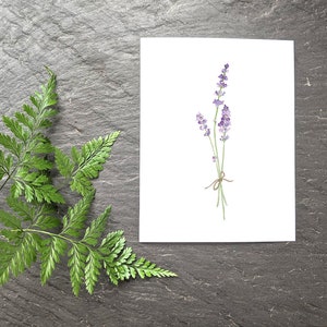 Pu&ograve; includere: Un dipinto ad acquerello di un mazzo di fiori di lavanda legati con uno spago su uno sfondo bianco.