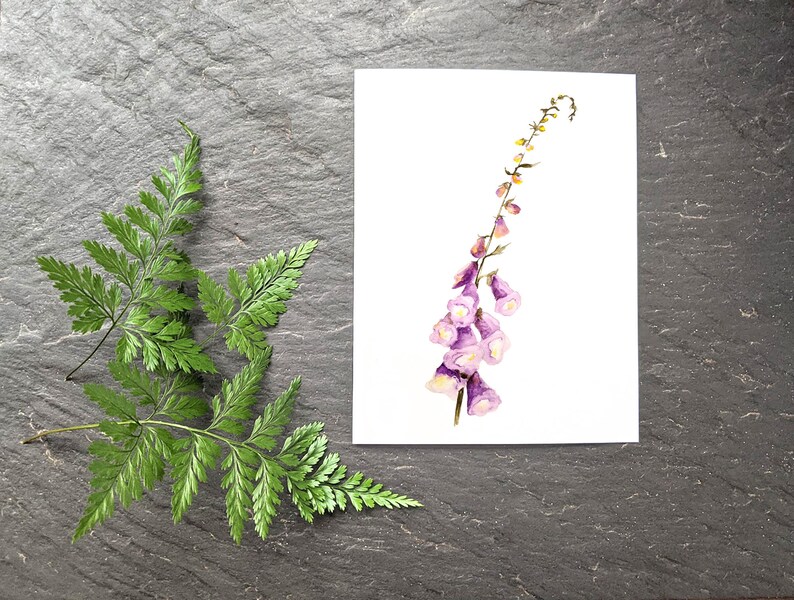 Pu&ograve; includere: Un dipinto ad acquerello di un fiore viola con un lungo stelo e foglie verdi. Il fiore &egrave; dipinto su uno sfondo bianco.