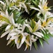 White spider lily Haku lei 