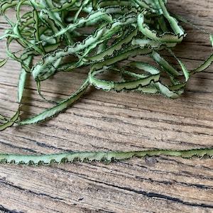May include: Green and white scalloped trim ribbon with a shiny finish. The ribbon is curled and twisted on a wooden surface.