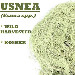 Wildgeerntetes USNEA - Bart des alten Mannes, Usnea spp.