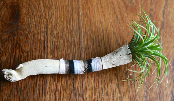Hand Decorated Air Plant Stick: Ionantha, Earthy Yarn Decor