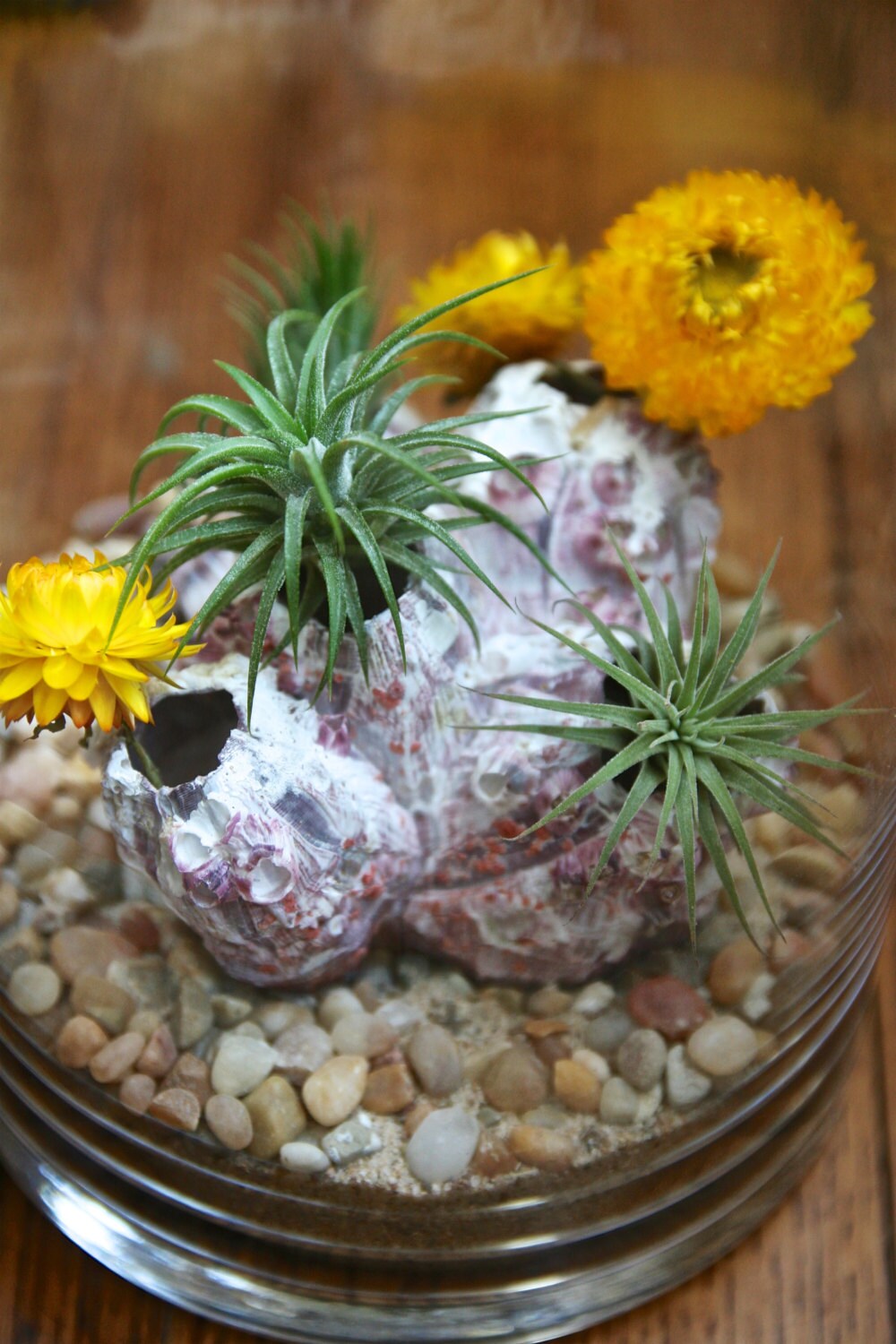 Easy to Care for Air Plants for Sale Add on a SINGLE Etsy