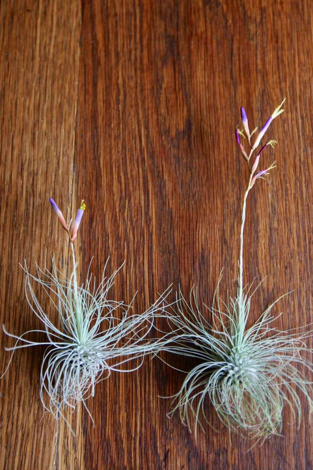 Easy to Care for Air Plants for Sale Add on a SINGLE Etsy