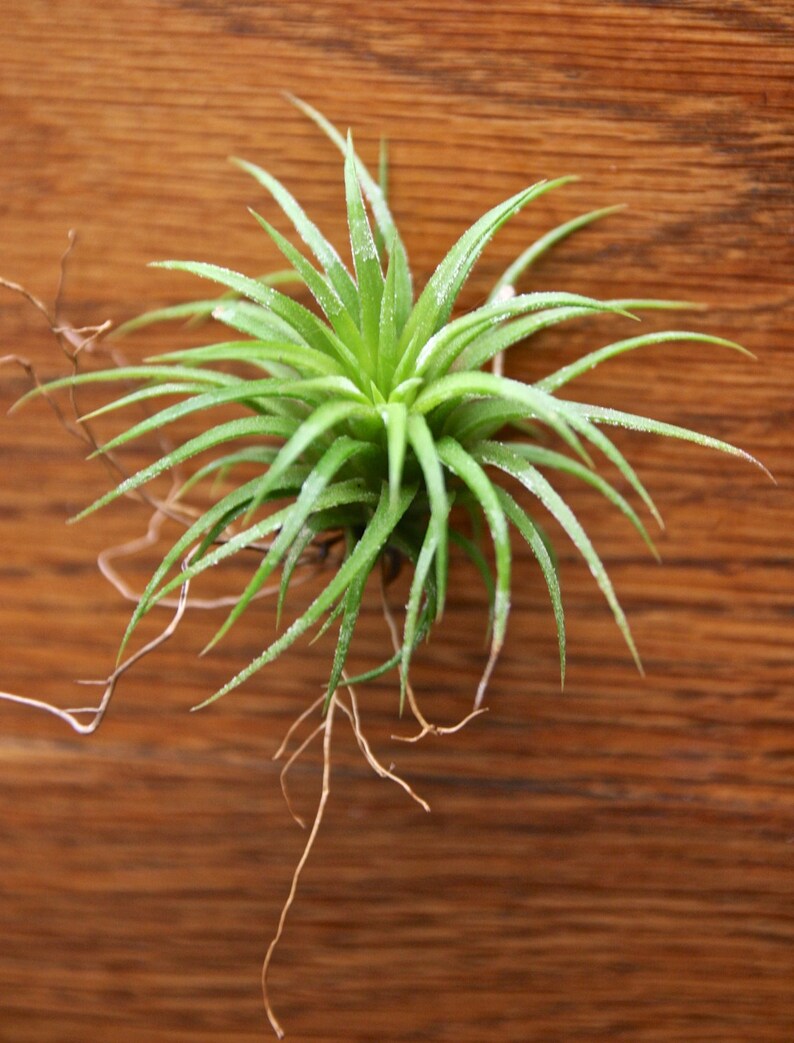 Easy to Care for Air Plants for Sale Add on a SINGLE Etsy