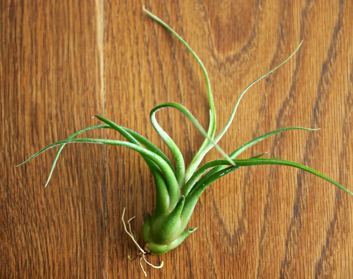 Easy to Care for Air Plants for Sale Add on a SINGLE Etsy