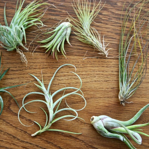 Easy to Care for Air Plants for Sale Add on a SINGLE Etsy