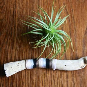 以下が含まれることがあります： 白く骨のような枝に、茶色と白のストライプの紐が巻かれている。枝は木製の表面に置かれている。背景には緑色のエアプラントがある。