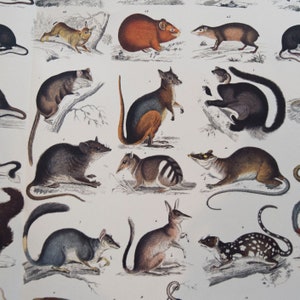 May include: A vintage print featuring various marsupials and small mammals, including a kangaroo, possum, and quoll. The illustrations are detailed with a classic, hand-drawn style, showcasing the animals in their natural forms. The print has a white background.