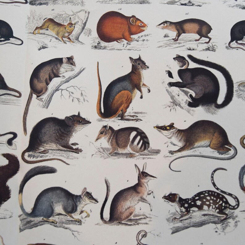 May include: A vintage print featuring various marsupials and small mammals, including a kangaroo, possum, and quoll. The illustrations are detailed with a classic, hand-drawn style, showcasing the animals in their natural forms. The print has a white background.