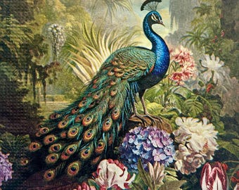 Peacock Paper Napkins: Floral Decoupage, Scrapbooking (Set of 3)