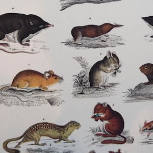 May include: A vintage print featuring detailed illustrations of various small mammals, including mice, shrews, and other rodents. The artwork showcases a range of colors, from brown and tan to black and grey, with each animal depicted in a lifelike pose.