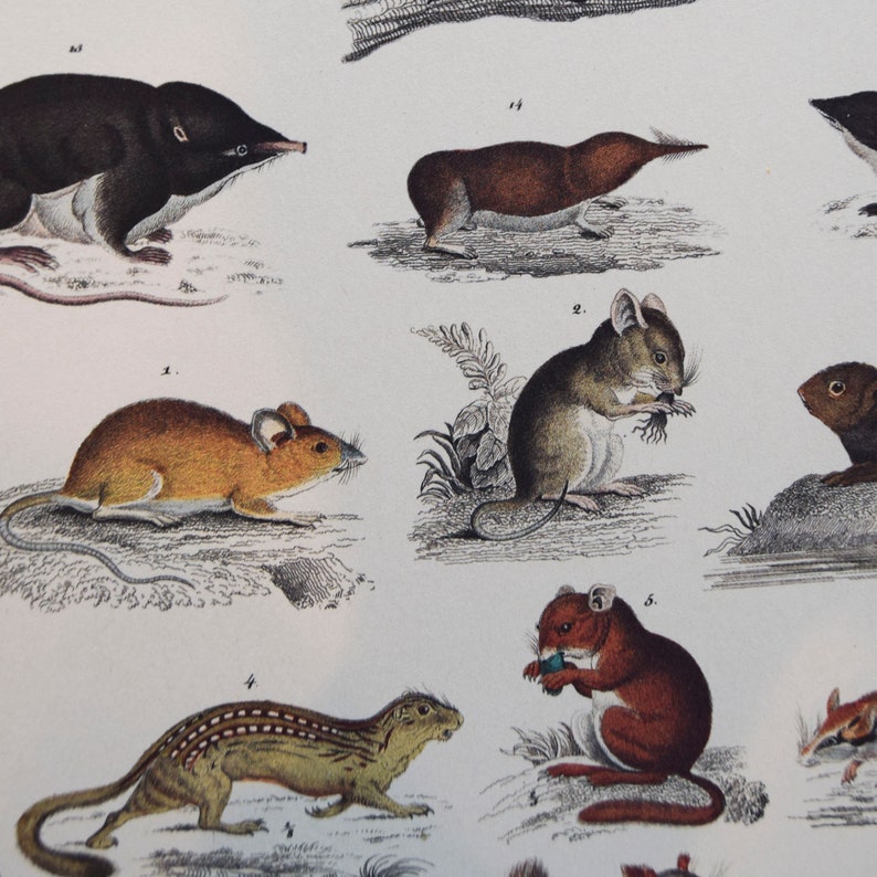 May include: A vintage print featuring detailed illustrations of various small mammals, including mice, shrews, and other rodents. The artwork showcases a range of colors, from brown and tan to black and grey, with each animal depicted in a lifelike pose.