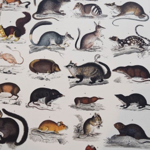 May include: A vintage print featuring detailed illustrations of various small mammals. The artwork showcases a variety of species, including rodents, marsupials, and other small animals, rendered in a classic, scientific style with intricate detail.