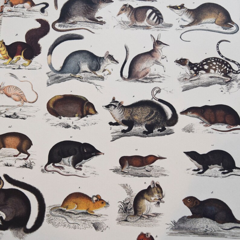 May include: A vintage print featuring detailed illustrations of various small mammals. The artwork showcases a variety of species, including rodents, marsupials, and other small animals, rendered in a classic, scientific style with intricate detail.