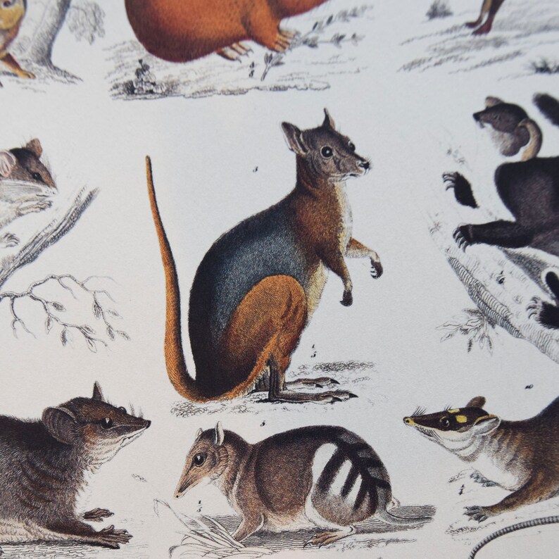 May include: An antique print featuring various marsupials and rodents. The central focus is a brown and gray wallaby with a long tail. Other animals include a mouse, a bandicoot, and a rat. The print has a vintage aesthetic.