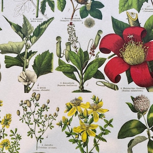 Botanical Print Paper: Vintage-Style Flowers & Leaves (2 Sheets)