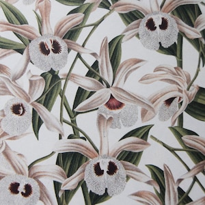 Orchid Print Paper: Floral Decoupage, Scrapbooking (Two 11x8.5 Sheets)
