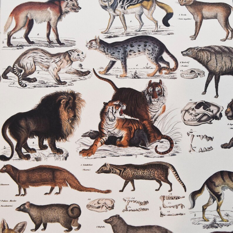 May include: A vintage illustration of various animals, including a lion, tiger, fox, and a variety of other wild animals. The illustration is in a detailed, realistic style with a white background.
