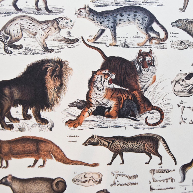 May include: A vintage illustration of various animals, including a lion, tiger, leopard, and civet. The illustration is in black and white with hand-painted details. The animals are depicted in a natural setting with foliage and rocks.