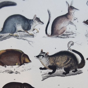 May include: A vintage print featuring detailed illustrations of various marsupials and other small mammals. The artwork showcases a variety of animals, including a bilby, a bandicoot, and a numbat, rendered in a classic, detailed style with muted colors.
