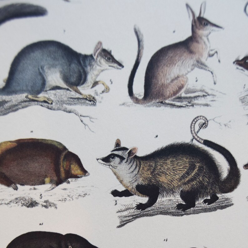 May include: A vintage print featuring detailed illustrations of various marsupials and other small mammals. The artwork showcases a variety of animals, including a bilby, a bandicoot, and a numbat, rendered in a classic, detailed style with muted colors.