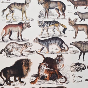 May include: A vintage illustration of various wild animals, including a lion, tiger, fox, wolf, and a variety of cats. The animals are depicted in a realistic style with detailed markings and fur textures. The illustration is printed on a white background.