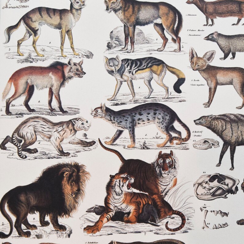 May include: A vintage illustration of various wild animals, including a lion, tiger, fox, wolf, and a variety of cats. The animals are depicted in a realistic style with detailed markings and fur textures. The illustration is printed on a white background.